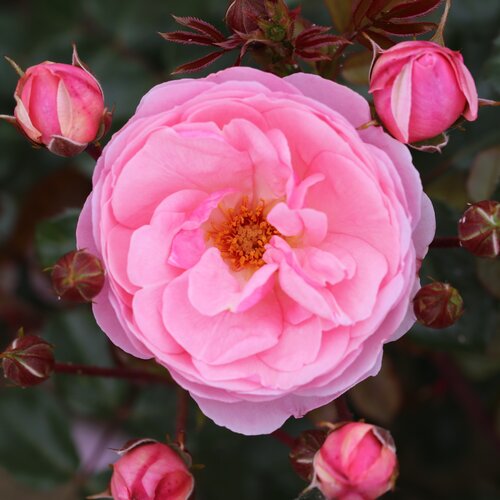Darling Bush Rose 3 Litre