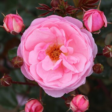 Darling Bush Rose 3 Litre