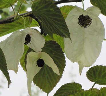 Davidia Involucrata 12 Litre