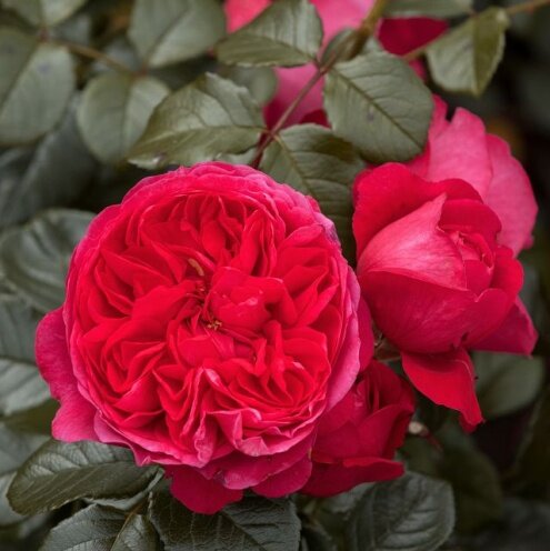 Deep Love Cottage Garden Climbing Rose 5.5 Litre