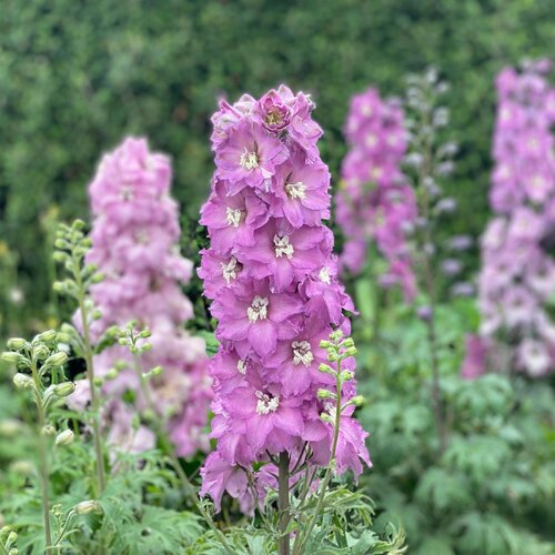 Delphinium Astolat 9cm