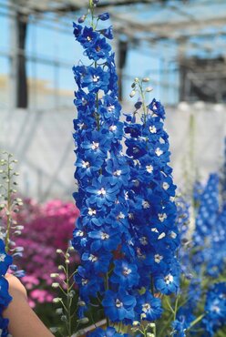 Delphinium Aurora Blue 3 Litre