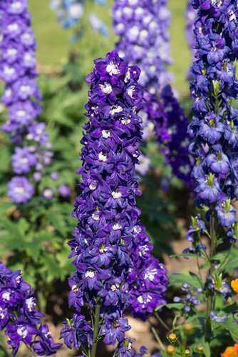 Delphinium Aurora Deep Purple 3 Litre