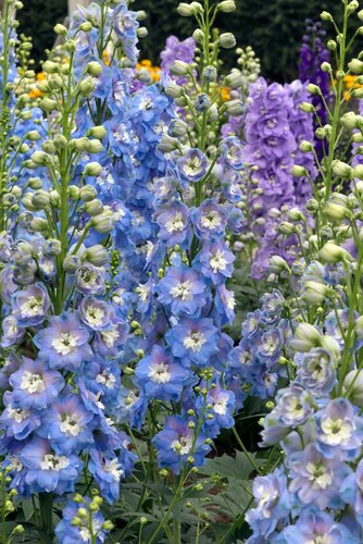 Delphinium Aurora Light Blue 3 Litre