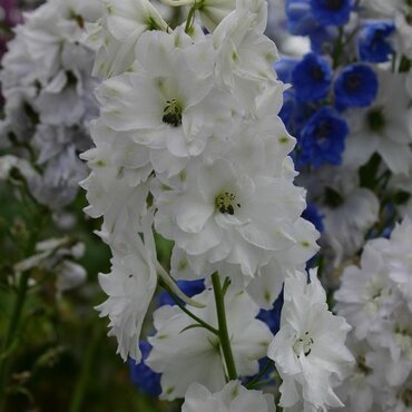 Delphinium Aurora White 3 Litre