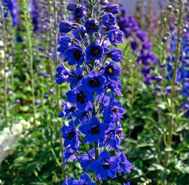 Delphinium Black Knight 9cm