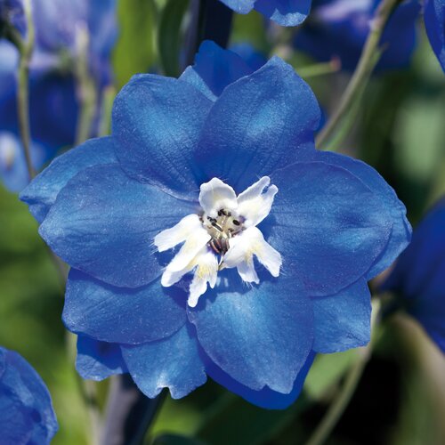 Delphinium Blue Bird 9cm
