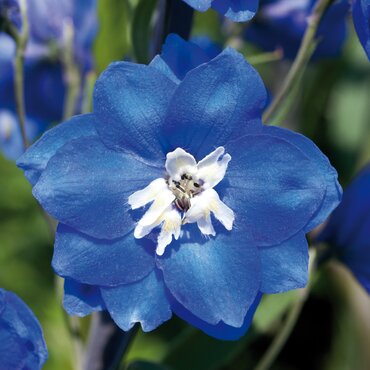 Delphinium Blue Bird 9cm