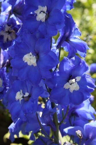 Delphinium Blue Nile 3 Litre