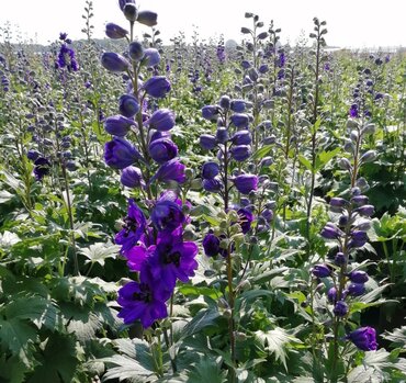 Delphinium Dark Blue Black Bee 3 Litre