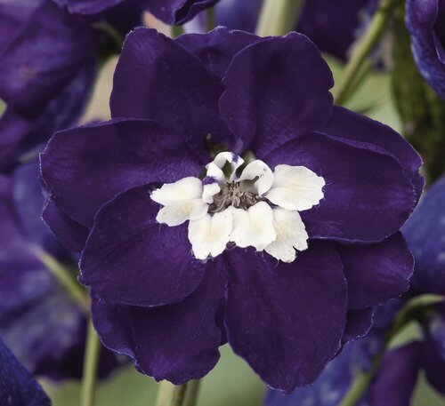 Delphinium Dark Blue White Bee 3 Litre