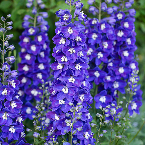Delphinium Delgenius Blue Fabulosa 3 Litre