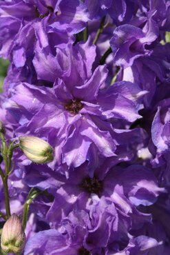 Delphinium Delgenius Breezin 3 Litre