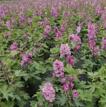 Delphinium Delgenius Chantay 3 Litre