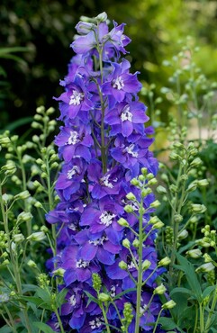 Delphinium Delgenius Glitzy 3 Litre