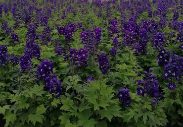 Delphinium Delgenius Kingsley 3 Litre