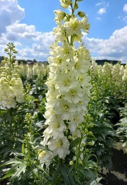 Delphinium Delgenius Neva 5 Litre