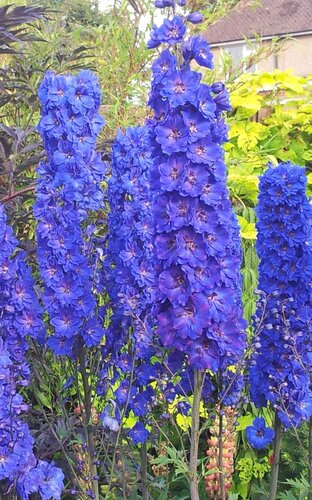 Delphinium Faust 3 Litre