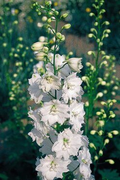 Delphinium Galahad 9cm