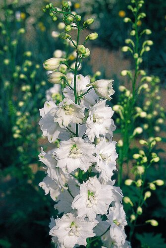 Delphinium Galahad 9cm
