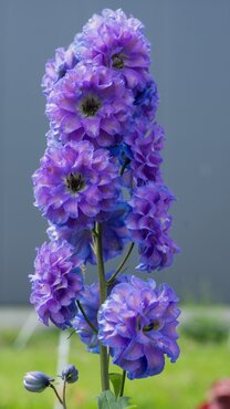 Delphinium Highlander Bolero 3 Litre