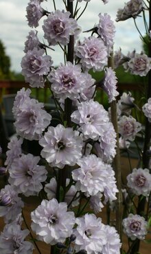 Delphinium Highlander Cha Cha 3 Litre