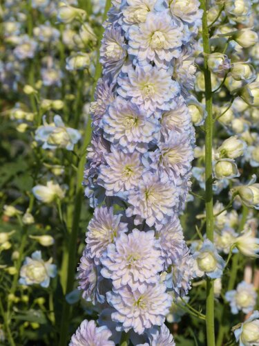 Delphinium Highlander Moonlight 3 Litre