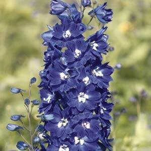 Delphinium King Arthur 9cm
