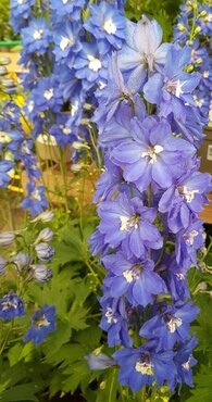 Delphinium Light Blue with White Bee 1 Litre