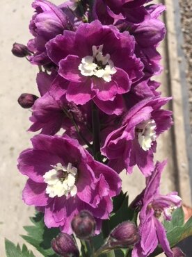 Delphinium Lilac Rose with White Bee 3 Litre
