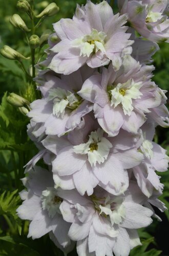 Delphinium Magic Fountain Cherry Blossom 2 Litre