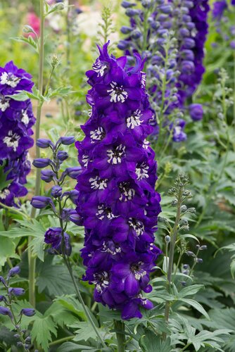 Delphinium Magic Fountain Dark Blue White Bee 9cm