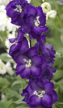 Delphinium Magic Fountain Dark Blue With White Bee 2 Litre