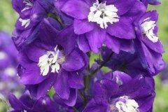 Delphinium Magic Fountain Dark Blue With White Bee 2 Litre