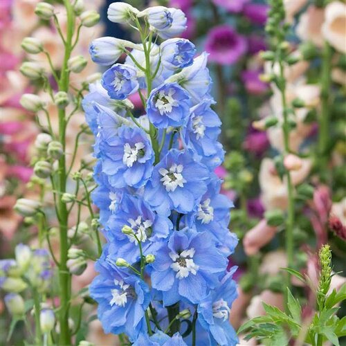 Delphinium Magic Fountain Sky Blue 9cm