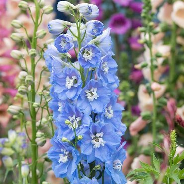 Delphinium Magic Fountain Sky Blue 9cm