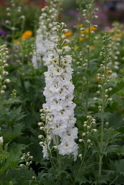 Delphinium Magic Fountain White 9cm