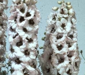 Delphinium Magic Fountain White Dark Bee 9cm