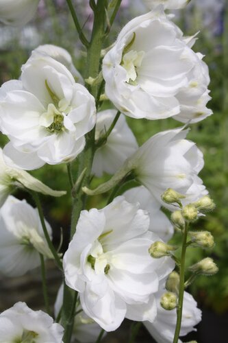 Delphinium Moonbeam 2 litre