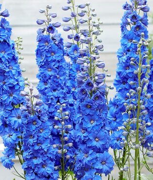 Delphinium Paramo Azul Blue River 2 Litre