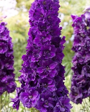 Delphinium Paramo Black Velvet 2 Litre