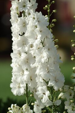 Delphinium Pure White 3 Litre