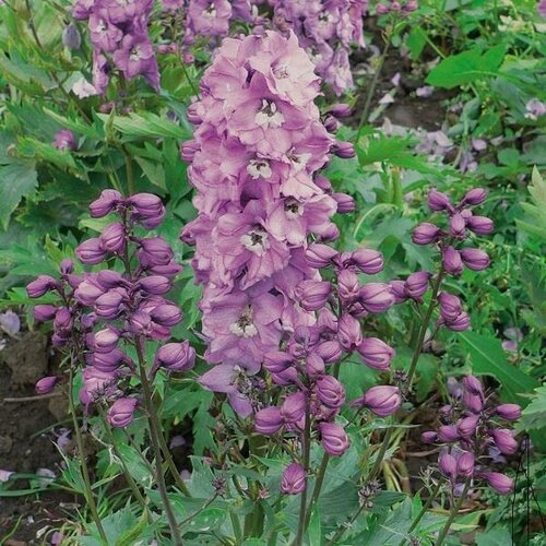 Delphinium Rose with White Bee 1 Litre