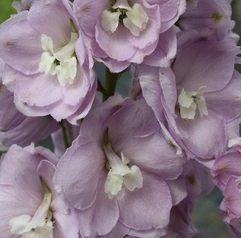 Delphinium Turkish Delight 2 Litre