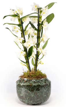 Dendrobium in Artisan No.3 Ceramic 12cm
