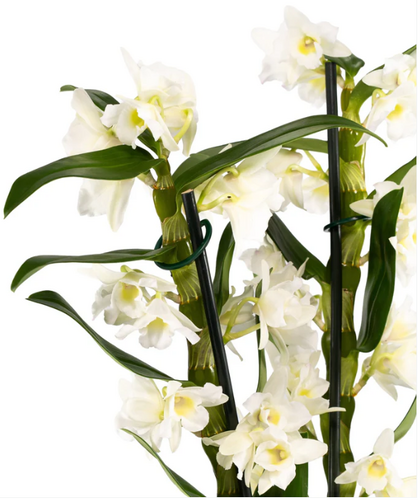 Dendrobium in Artisan No.3 Ceramic 12cm - image 2