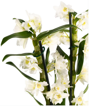 Dendrobium in Artisan No.3 Ceramic 12cm - image 2