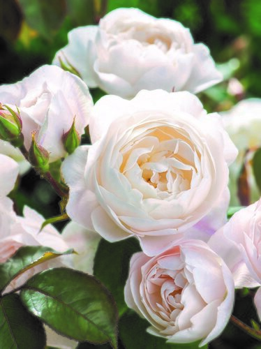 Desdemona Shrub Rose 6 Litre - image 1