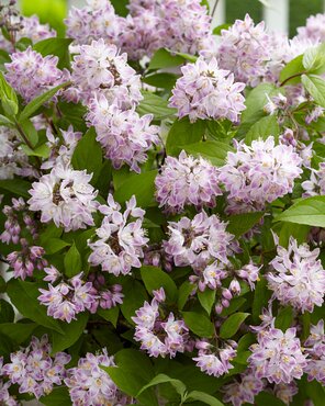 Deutzia Mont Rose 3 Litre