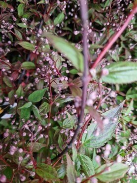 Deutzia 'Mont Rose' 3 Litre - image 3